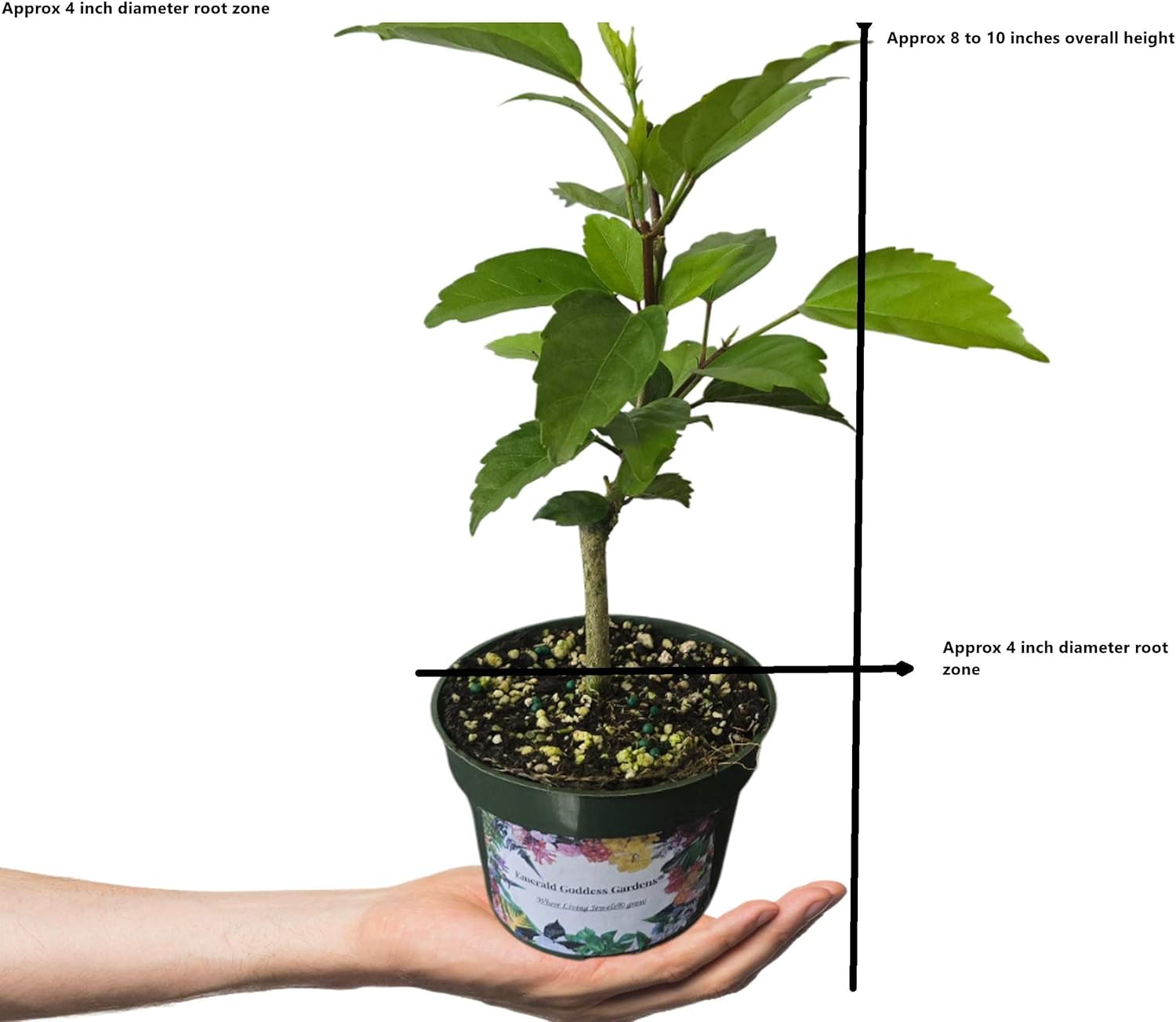 Peach Lions Tail El Capitolo Sport - Tropical Hibiscus rosa-sinensis - Live Plant - Unusual Double Orange Pom Pom Flower - Emerald Goddess Gardens - Starter Sz 4 Inch Pot