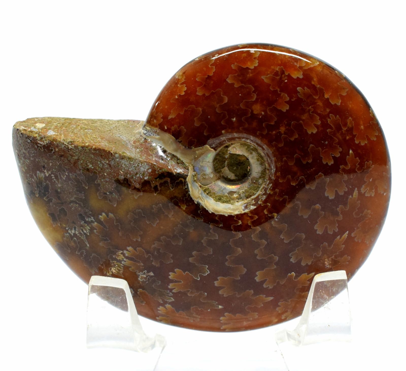 HQRP-Crystal 55mm 225ct Iridescent Sutured Ammonite Shell Natural Gemstone Fossil Mineral Ammolite Spiral Specimen - Madagascar + Stand