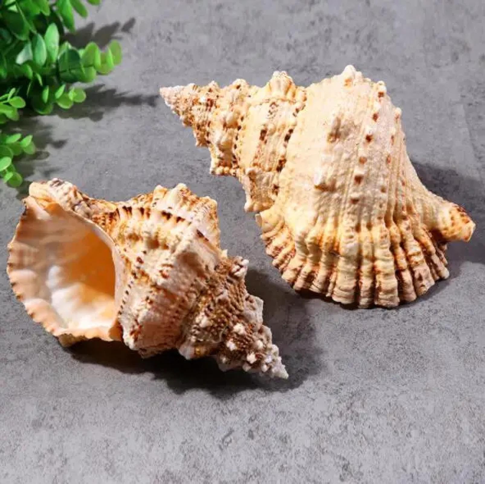Conchiglie di mare per artigianato, 1 pezzo enorme conchiglia naturale per la decorazione della casa festa di nozze regali grande conchiglia spiaggia conchiglia campione di conchiglie per acquari 17