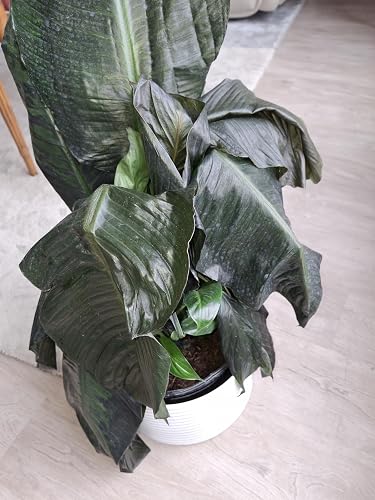Review Image by Very happy!