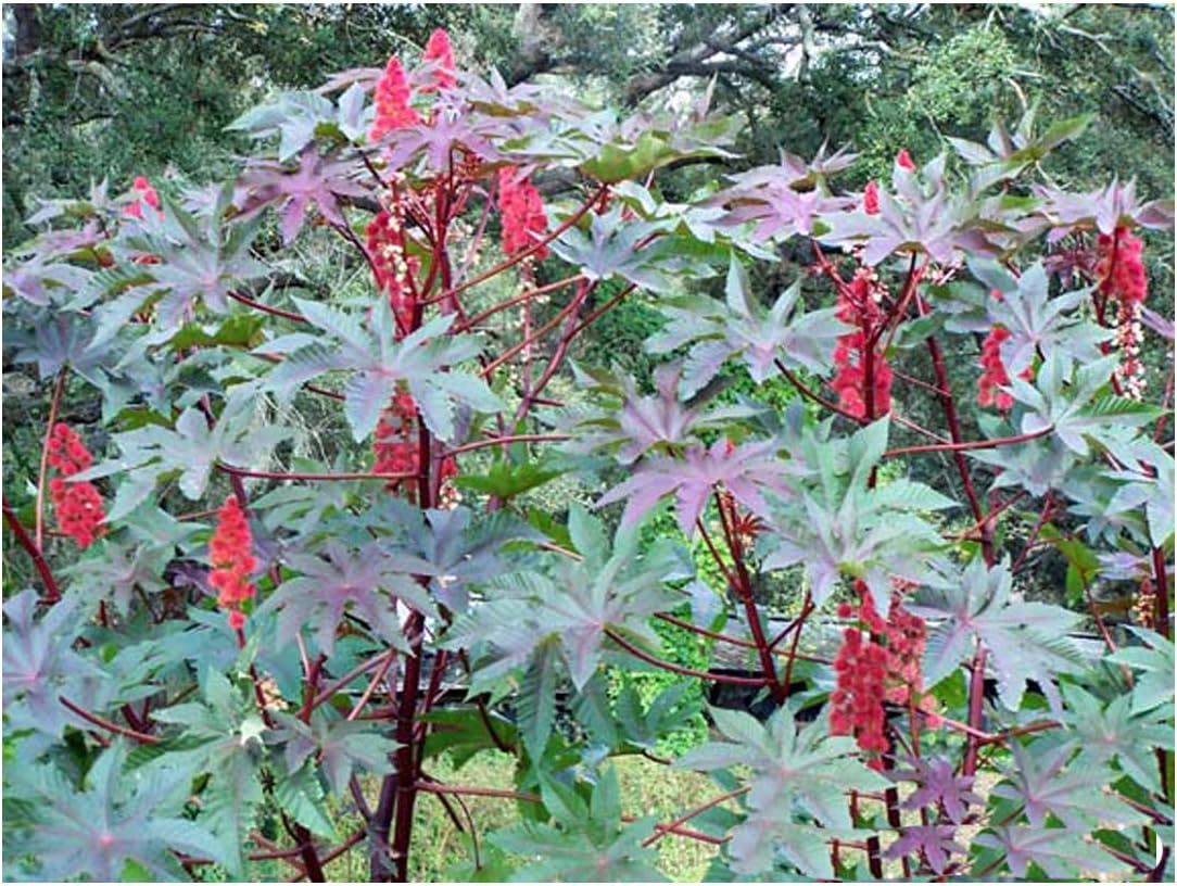 Red Castor Bean, Mole Bean, Tropical Look, Fast Growing Bush/Tree - Ricinus Communis, (50+ Seeds) Bulk Pack from USA!