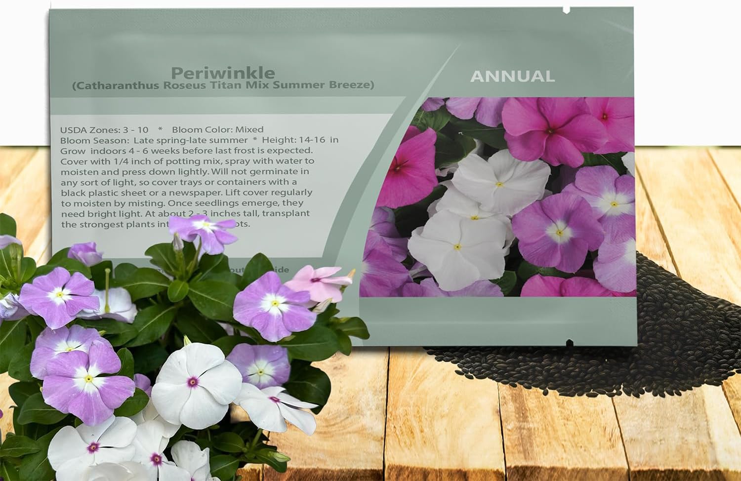 Outsidepride Summer Breeze Mix Periwinkle Seeds for Planting – 50 Pcs Annual, Fast-Blooming, Heat & Drought Tolerant Vinca Flower Seeds with Vibrant Colors Ideal for Gardens, Beds & Containers