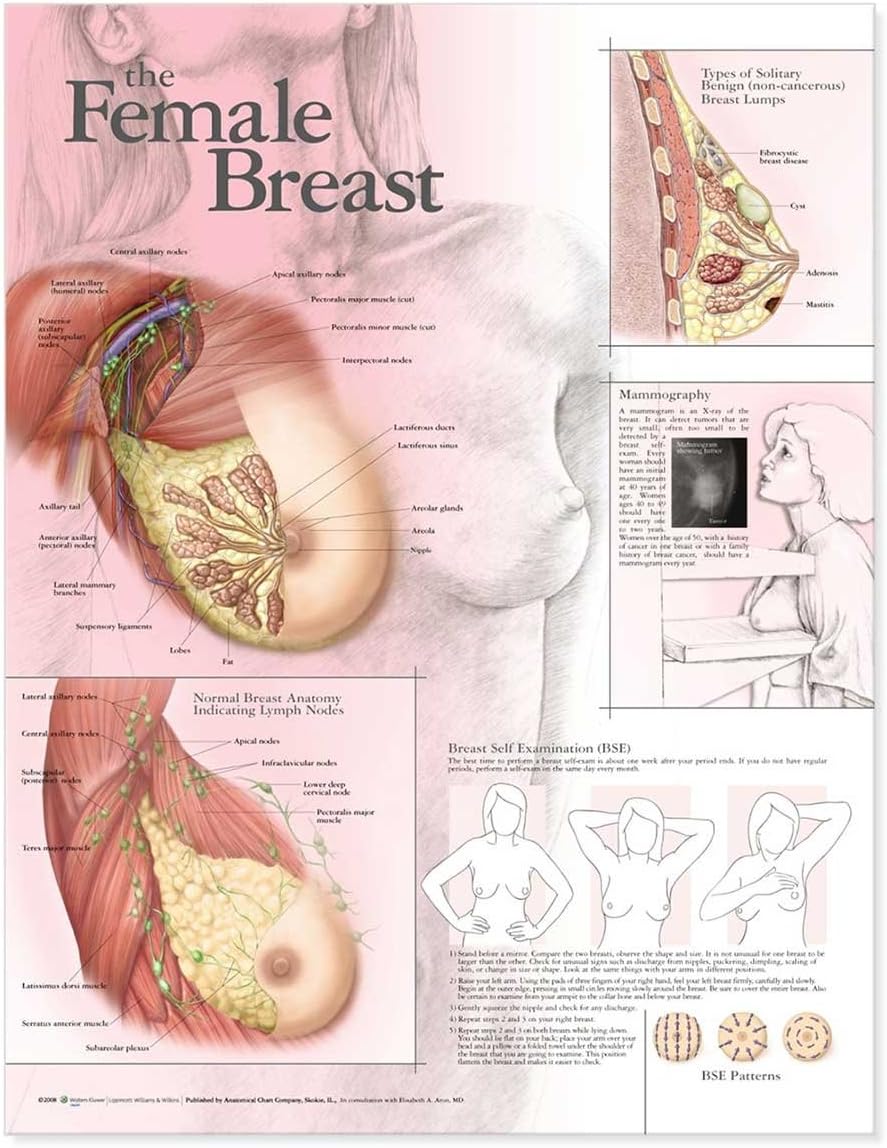 The Female Breast