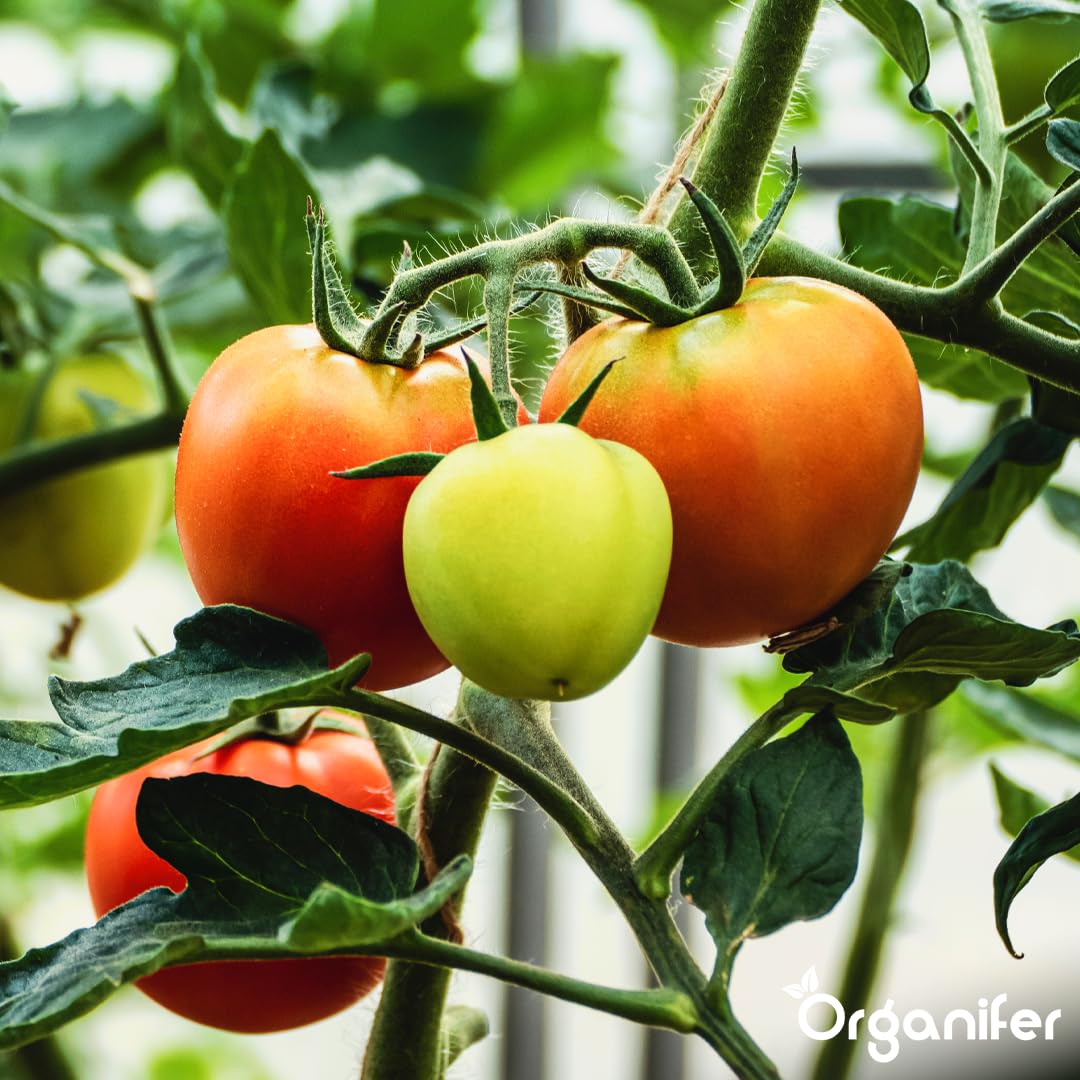 Płynny Nawóz Do Pomidorów 2L – Organiczny, Silne Korzenie I Zdrowe Liście – Organifer