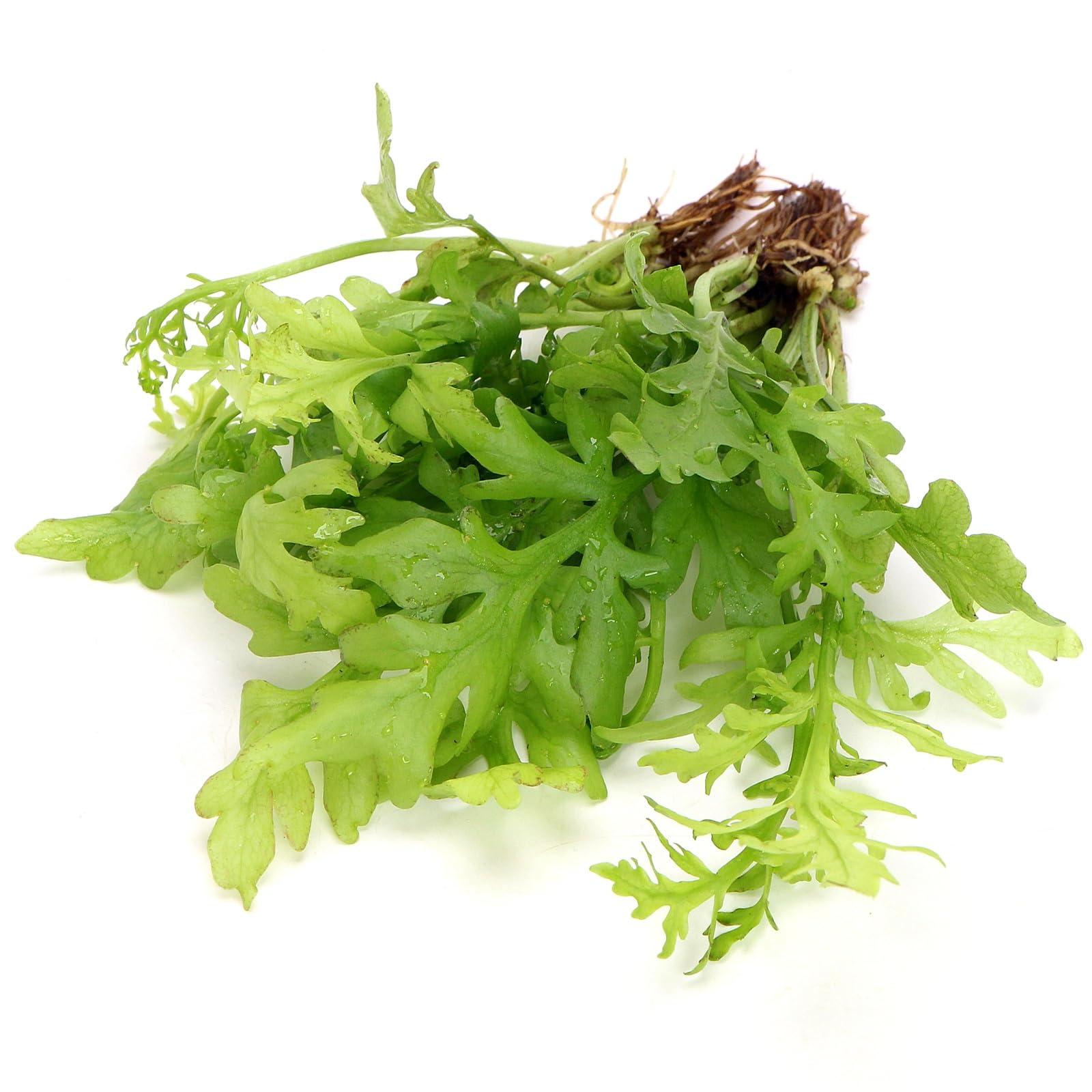 K2AQUA Ceratopteris Thalictroides Live Aquarium Plant Bright Green Fine Frilly Leaves Fast Growing Easy Care Floating or Rooted Freshwater Tank Natural Decoration