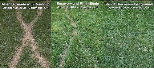 Miniatura 3 de Hancock Seed Co. Titan RX Turf Type Tall Fescue Grass Seeds, 10 libras.