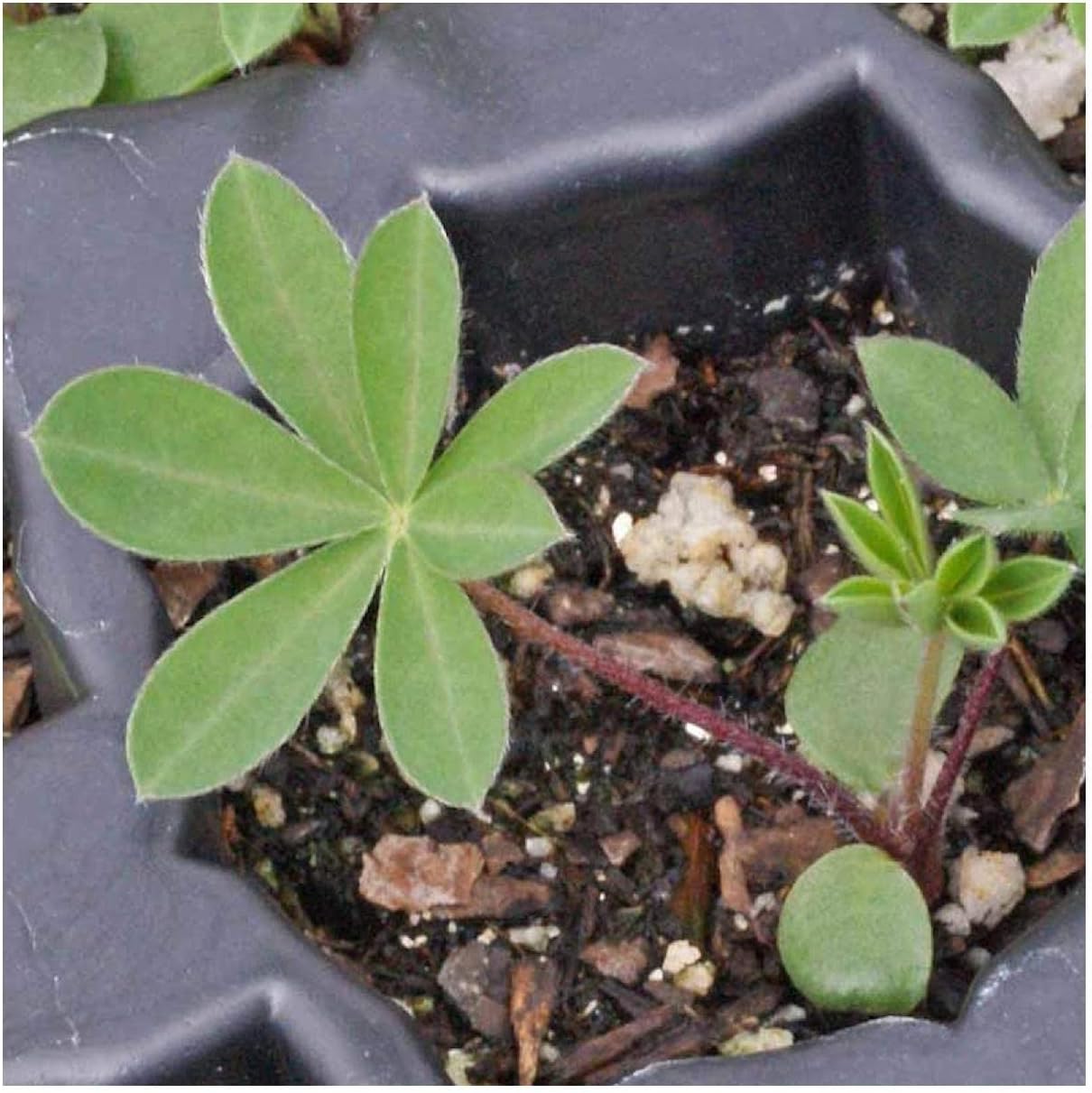 Everwilde Farms - 1 Lb Russell Lupine Native Wildflower Seeds - Gold Vault