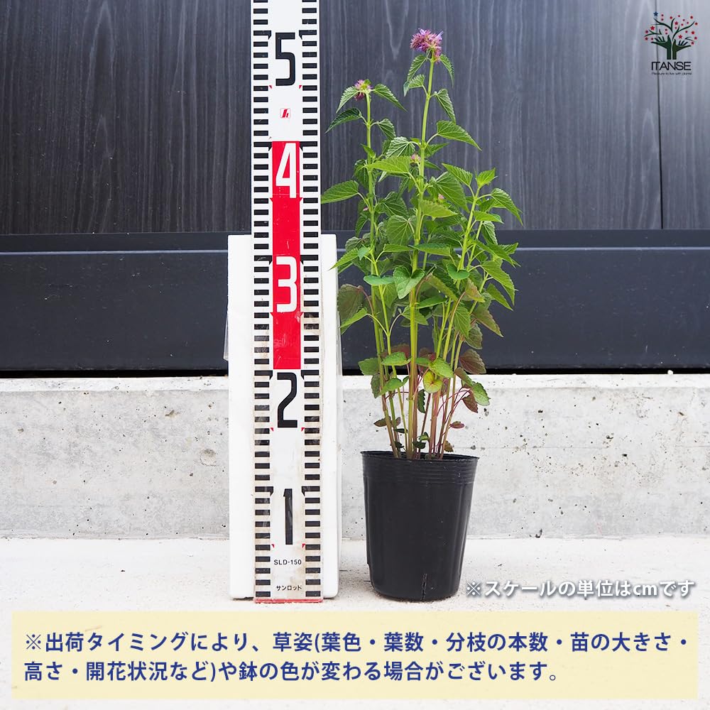 Amazon.co.jp: ITANSE アガスターシェ ビーリシャスパープル 1個