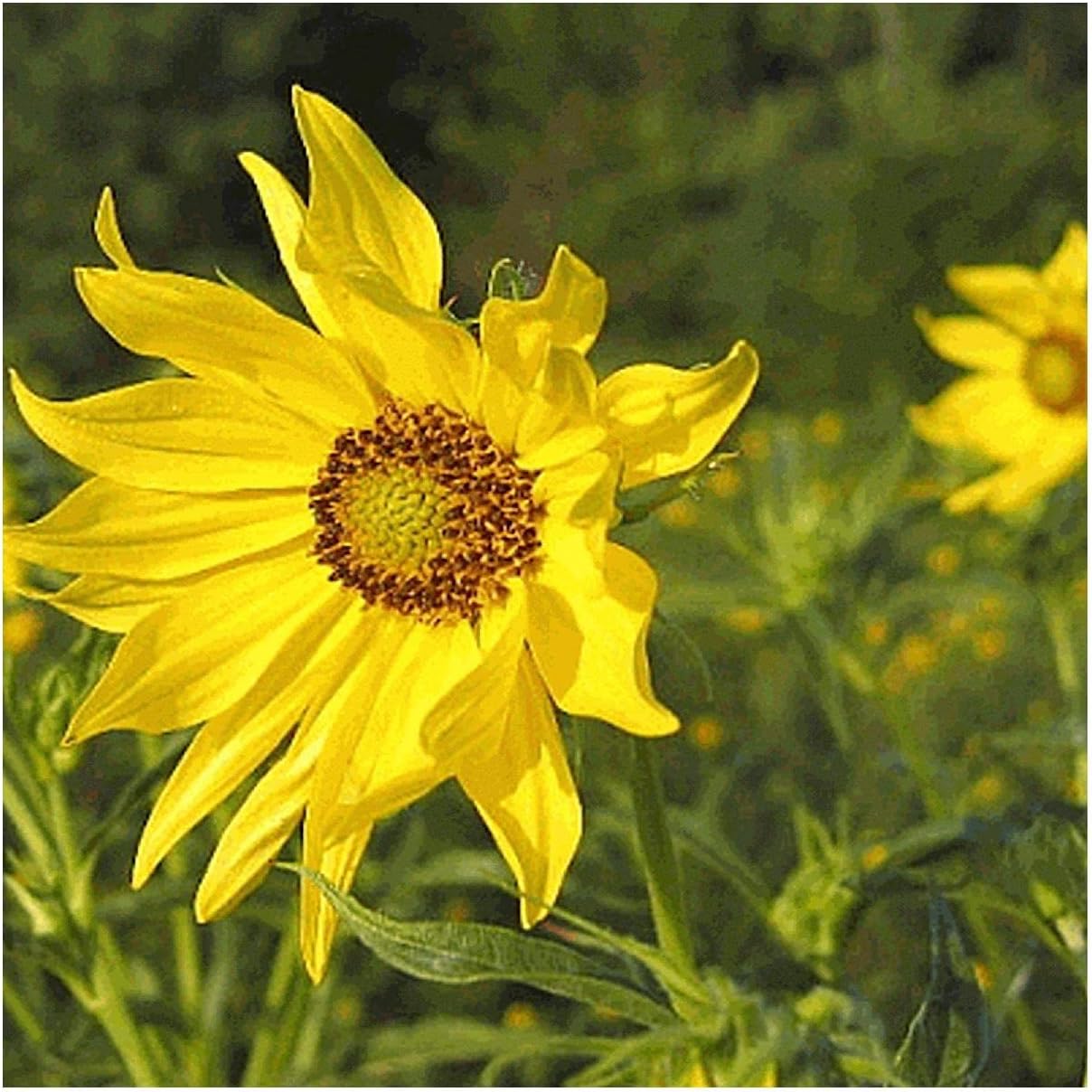 Everwilde Farms - 1 Oz Tall Sunflower Native Wildflower Seeds - Gold Vault