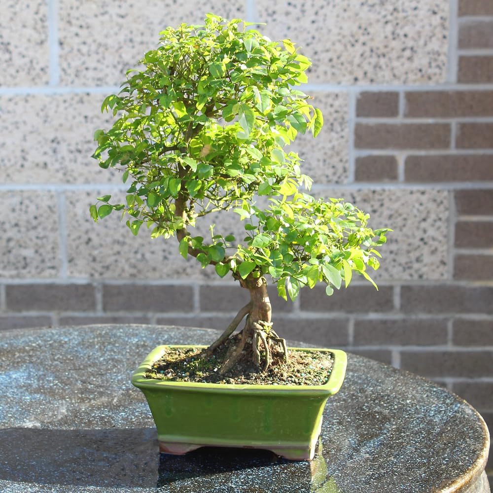 Chinese Sweet Plum