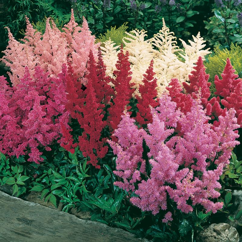 Mixed Astilbe Flower Bulbs Value Bag - 8 Roots per Pack - Attracts Butterflies and Hummingbirds - De
