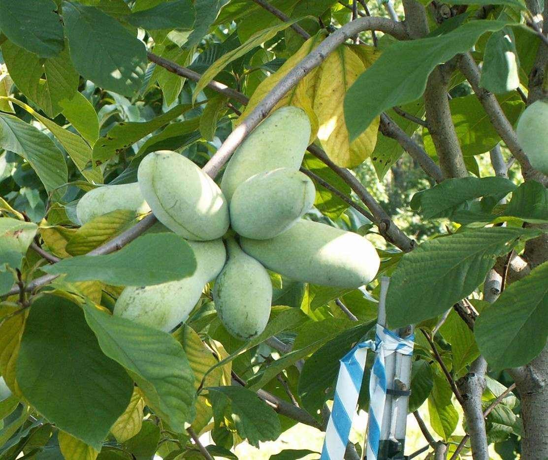 SCIONS FRUITIERS » ASIMINA - Graines Baumaux