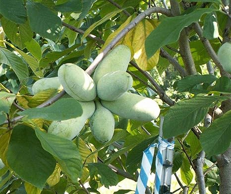 Asklepios Seeds Asimina Triloba 7 Seeds Pawpaw Rare Hardy Fruit Paw Paw Amazon Co Uk Garden Outdoors Asklepios Seeds Asimina Triloba 7 Seeds Pawpaw Rare Hardy Fruit Paw Paw Amazon Co Uk Garden Outdoors