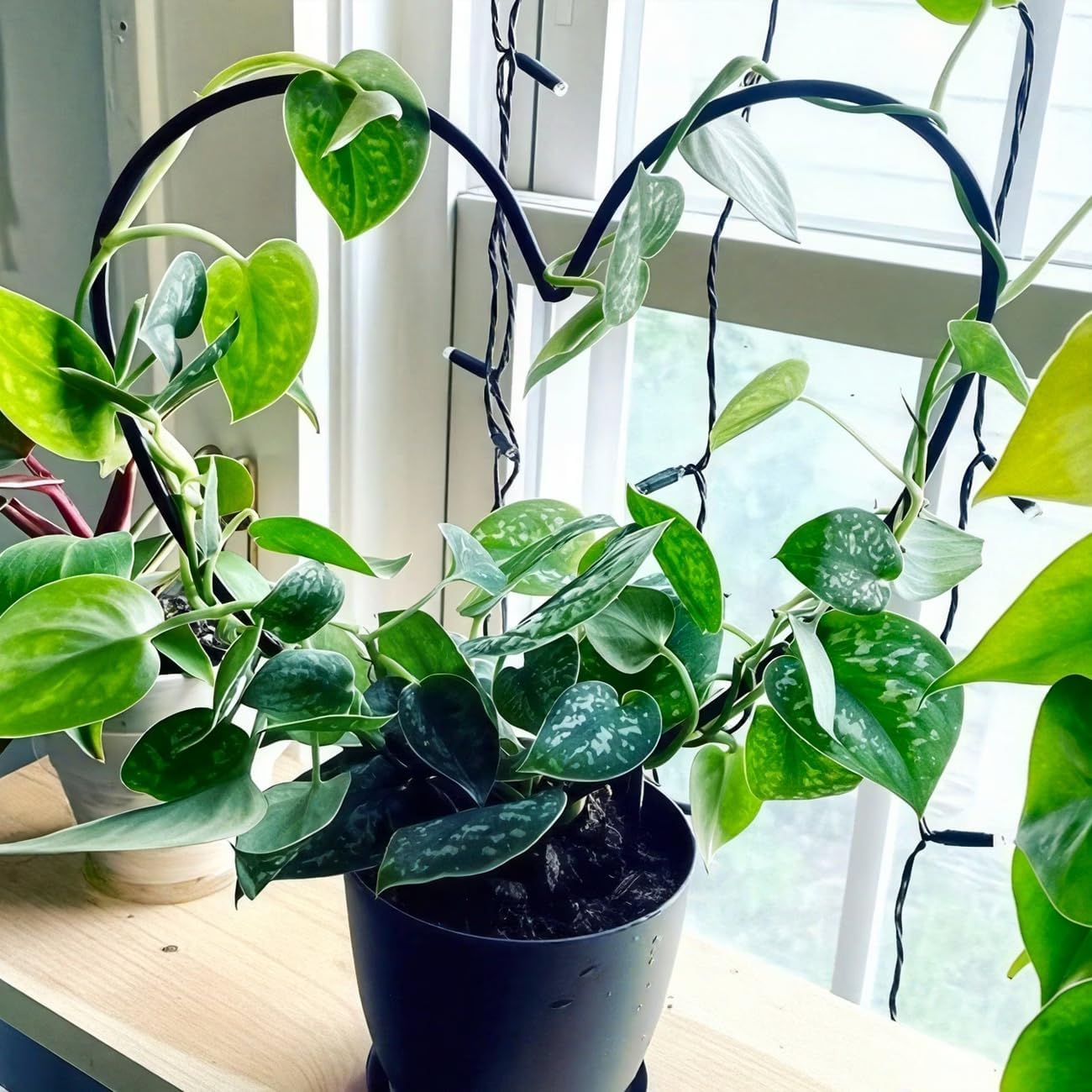 Heart Shaped Plant Support Stake, Durable Iron Circular Ring Plant Cage for Climbing Flowers, Vines & Stems - Indoor Outdoor Garden Decor with Unique Design