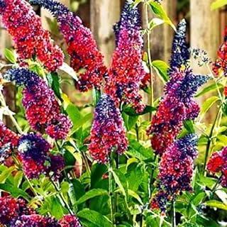 Mixed Butterfly Bush Buddleia Butterfly Plant Live, 4-9" Tall Well-Rooted for Outdoor Gardens, Perennial Shrub, No Pot