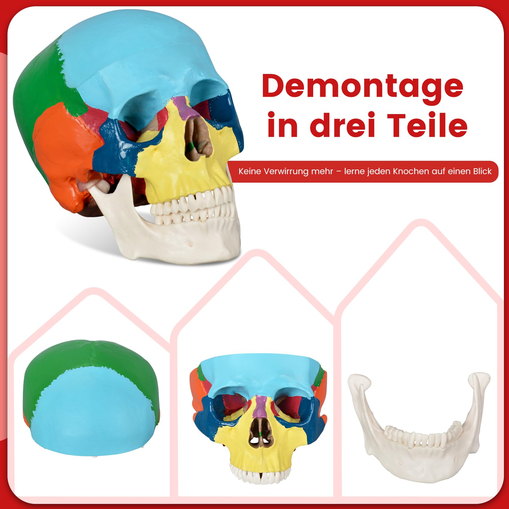 Menschliches farbiges Totenkopf-Modell, lebensgröße, 3-teiliges anatomisches Modell mit buntem menschlichem Totenkopf-Diagramm für Medizinstudenten, menschliche Anatomie, Studienkurs | Dreiteilige Form mit 22 Knochen in neun Farben und einer Referenzkarte