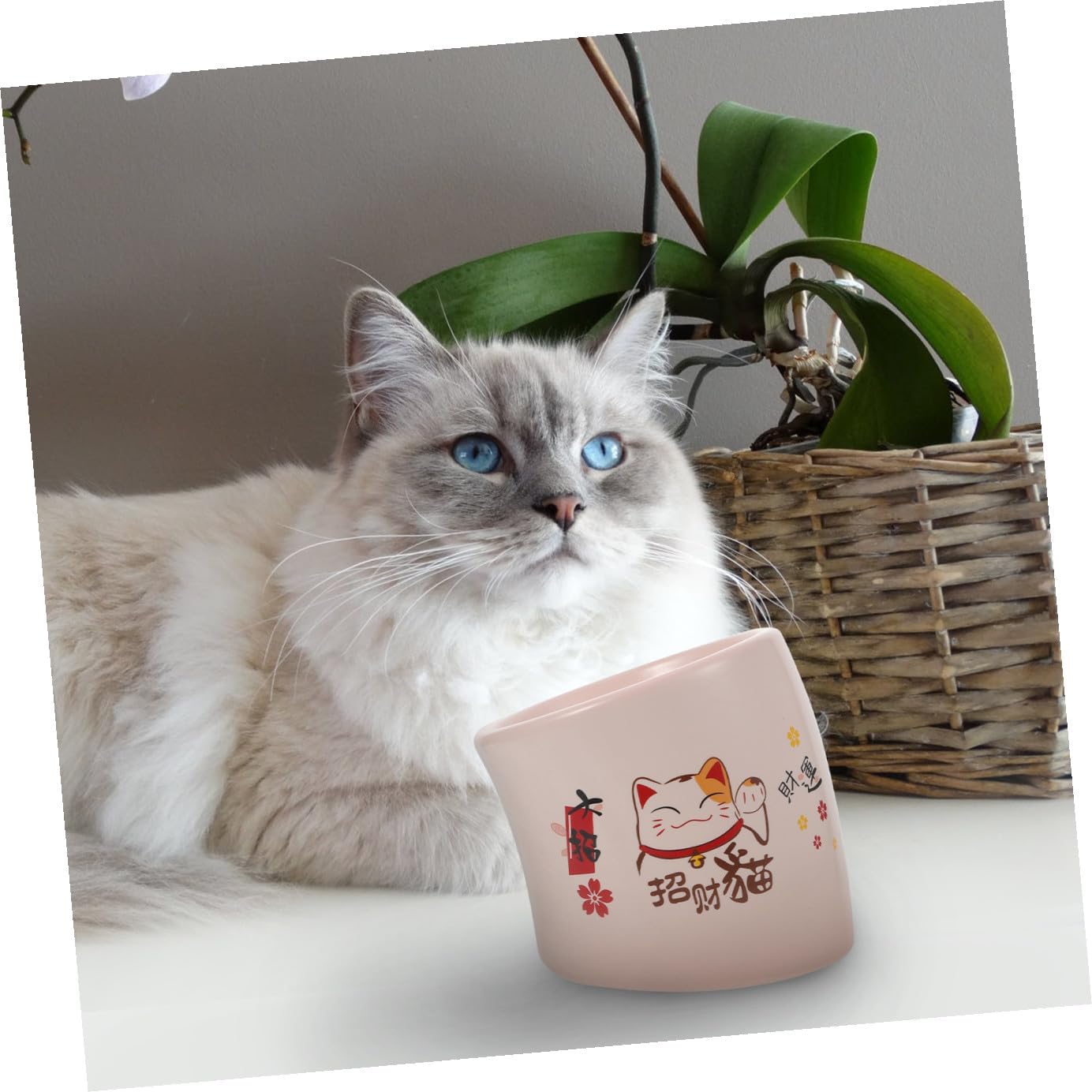 YARNOW 1pc Elevated Cat Food Bowl Non-Spill Design Stable Base Easy to Tilted Cat Dish for Comfortable Eating for and Puppies Ceramic