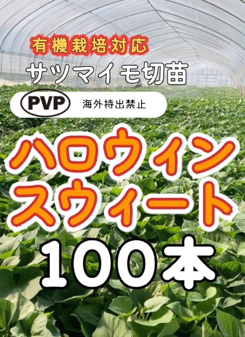 さつまいも苗　ハロウィンスウィート100本 Amazon.co.jp: さつまいも苗 ハロウィンスウィート100本 : DIY・工具
