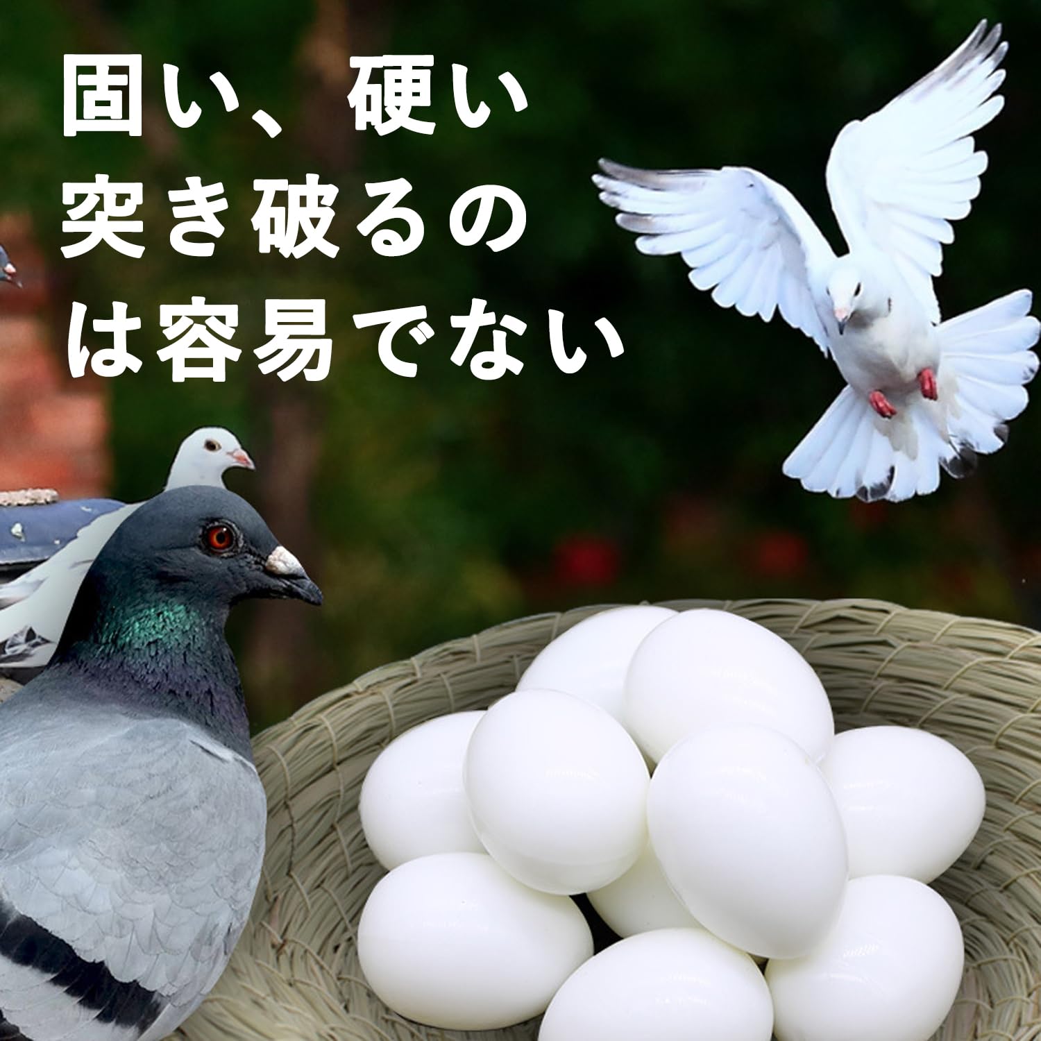 木の上に小鳥と卵 giran12_1.jpg