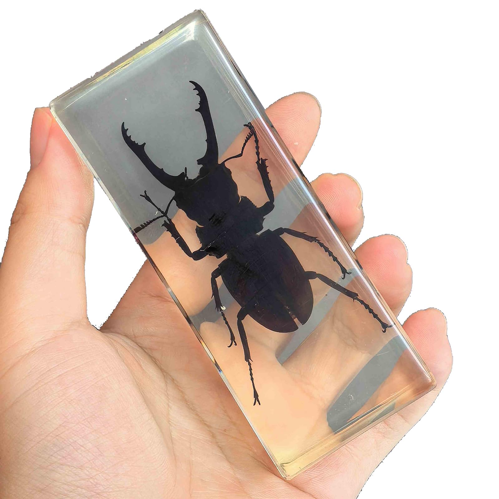 Ejemplar De Insecto Escarabajo Real - Pisapapeles De Resina - para Manualidades, Educación Científica Y Decoración De Escritorio, Diámetro 11 Cm(G-11cm)