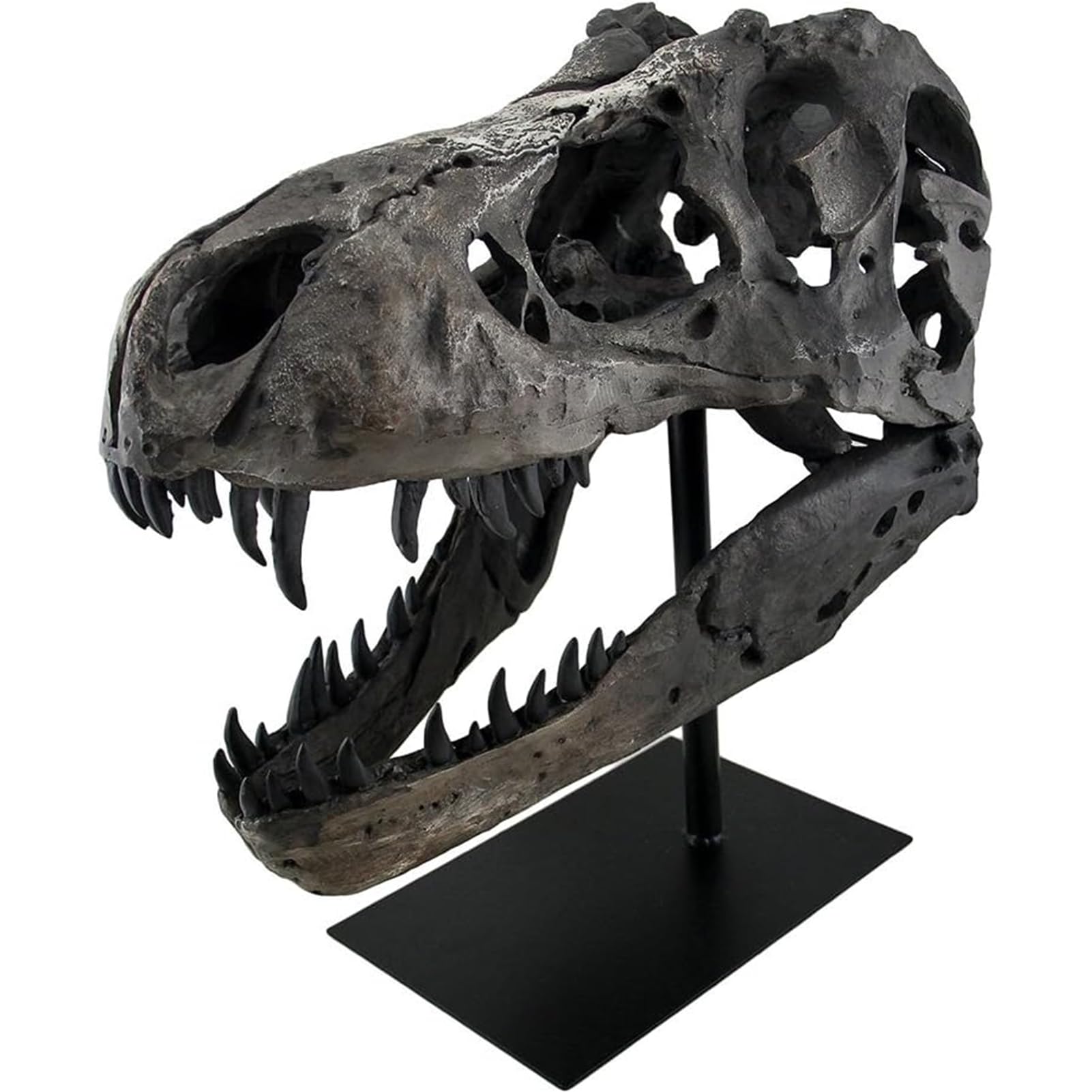 Dinosaur Skull Statue,Dinosaur Sculptures Bracket Tyrannosaurus Skull Replica Decoration Skull Bones Resin Replica with Bracket for Home Office Decor Shelf Display