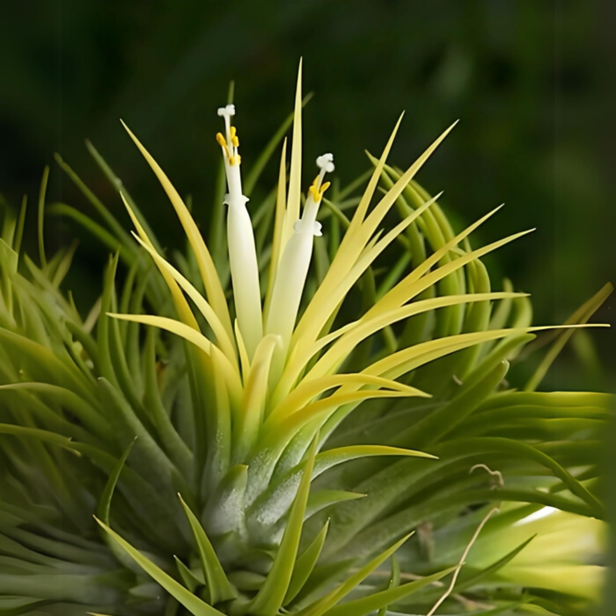 Tillandsia Ionantha Sumo White plant for Home Gardening, Balcony & Indoor & Outdoor Gardening