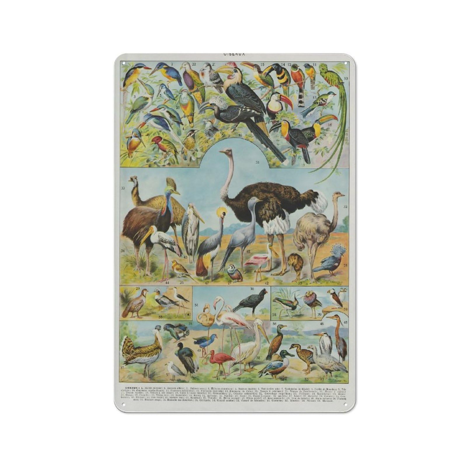 Junmoney Style-13 For Lounge Or Reading Corner, Oiseaux Retro Tin Sign 30X20cm, Gift For Reading Corner Decorators During The Christmas Season