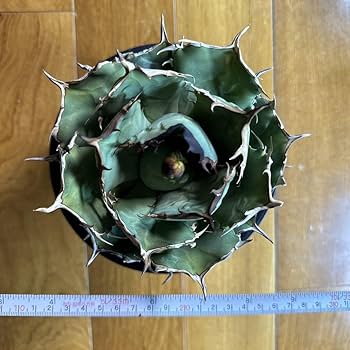 Amazon.co.jp: アガベ チタノタ イラン株 ペルシアンドワーフ 極上株 Amazon.co.jp: アガベ チタノタ イラン株 ペルシアンドワーフ 極上株