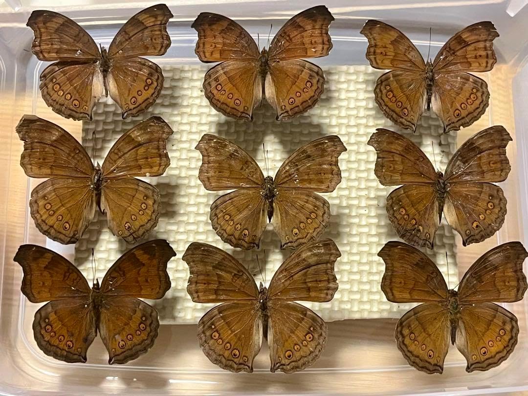 蝶標本　まる・リクエスト 蝶標本「ゼフィリティモルフォ」 - 海福雑貨通販部