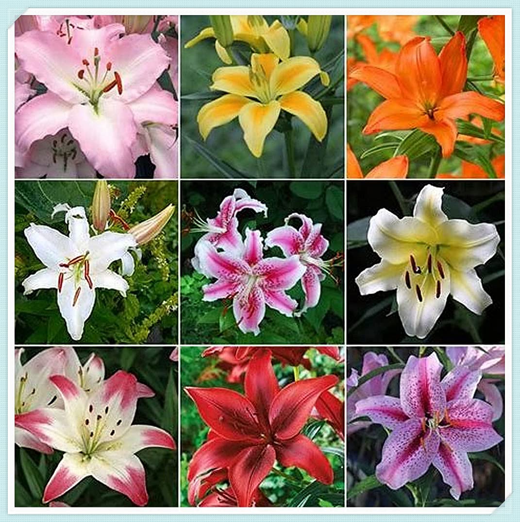 百合の球根♪ Amazon | 百合の球根,3種類の同じ色はあなたに選択するように供えます