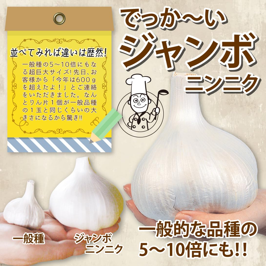 ちぃちゃん　ジャンボニンニクの種用10キロ Amazon.co.jp: ニンニク 種球 ジャンボニンニク 種球 500g / 国華園 25