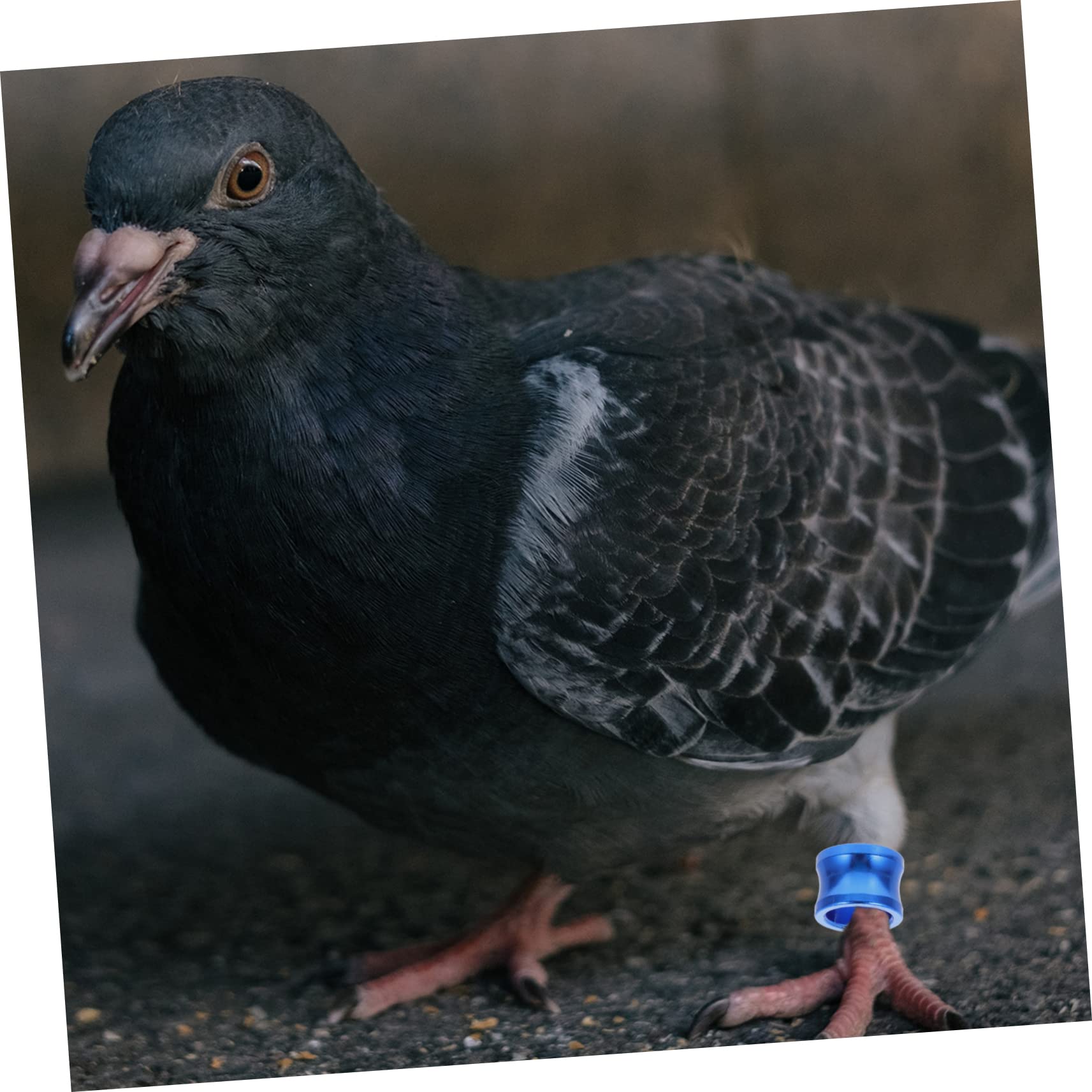 Kisangel 80 Piezas Anillo de pie de Paloma Proveedor de Loros de Aves Banda de de Paloma mensajera Accesorios para pájaros Accesorios para Aves Anillos para Patas de Aves de Corral