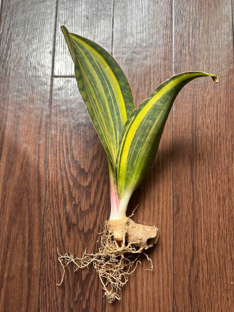 Amazon｜黄斑入りサンスベリア 抜き苗 根 希少カラー 観葉植物｜観葉