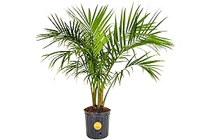 Costa Farms Prefabricated Majesty Palm Tree: A Beauteous Outdoor Oasis