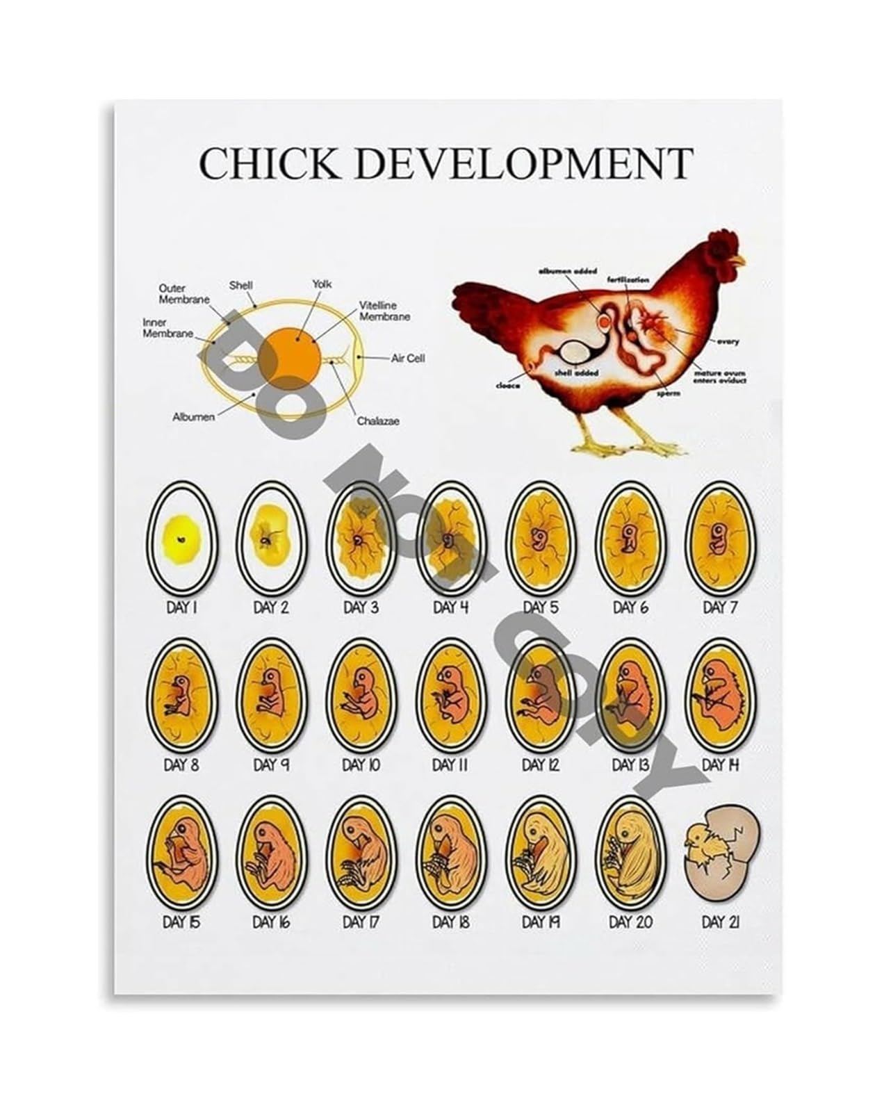 SSOPTMCB Chick Embryo Development Poster Biology Life Cycle Chart Educational Teaching Aid for Classroom Home Learning Wall-Art(Unframed,08x12inch(20x30cm))
