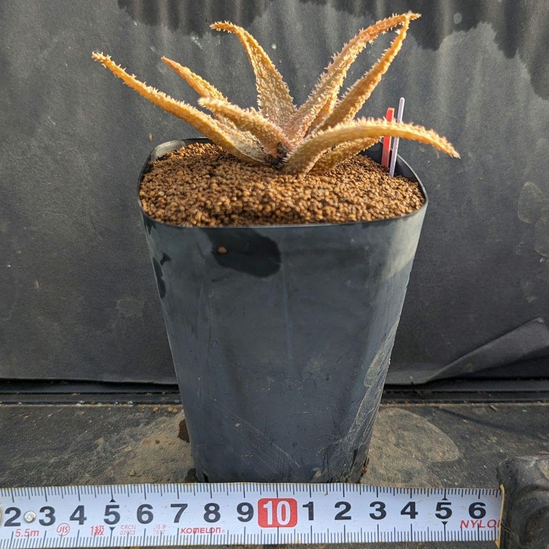 Amazon.co.jp: レア多肉植物シリーズアロエ属アンジェロinわけけのお店