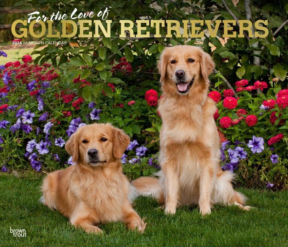 For the Love of Golden Retrievers | 2024 14 x 24 Inch Monthly Deluxe Wall Calendar | Foil Stamped Cover | BrownTrout | Animal Dog Breeds