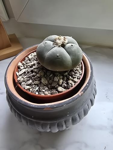 Lophophora williamsii, peyote 4cm : Amazon.de: Garten