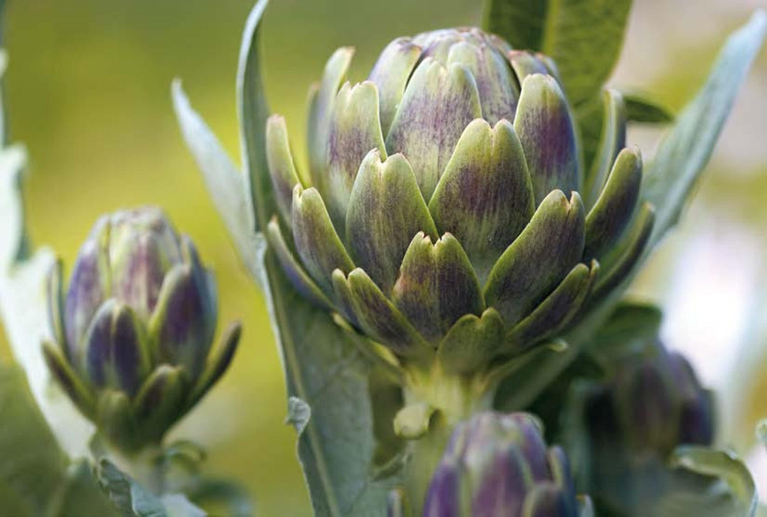 35 Graines d'Artichaut - potager -semences paysannes reproductibles