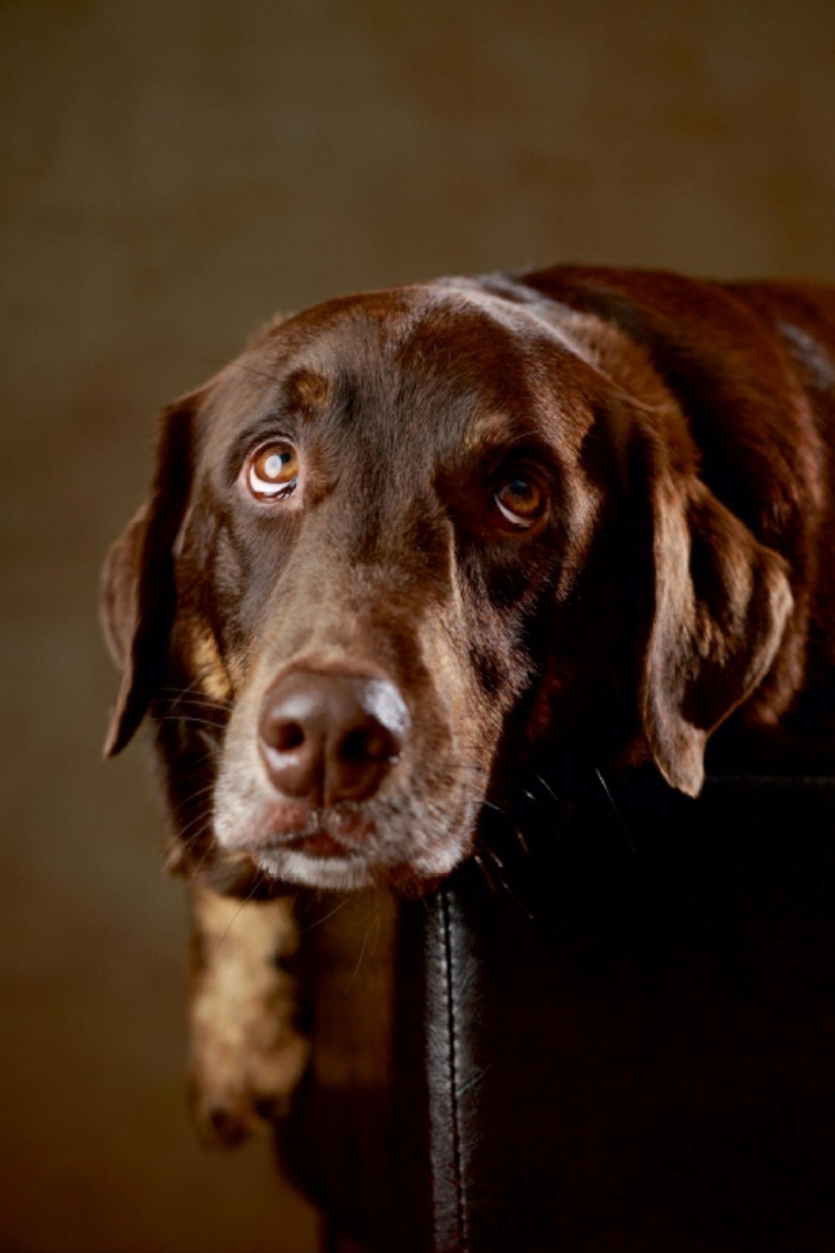 CALVENDO Simba - Labrador x Rottweiler-Mix, 4 Jahre