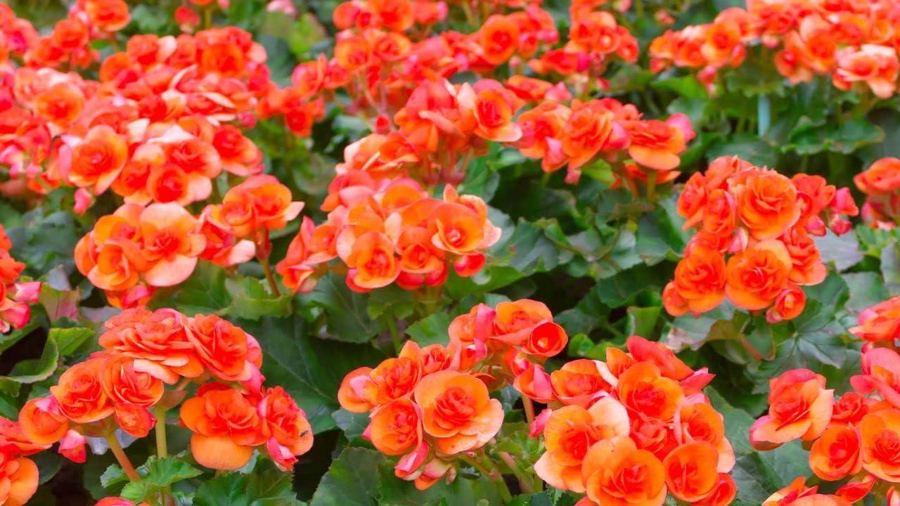 Begonia Seeds (Flowering Plants) Seeds 85 Seeds Non GMO