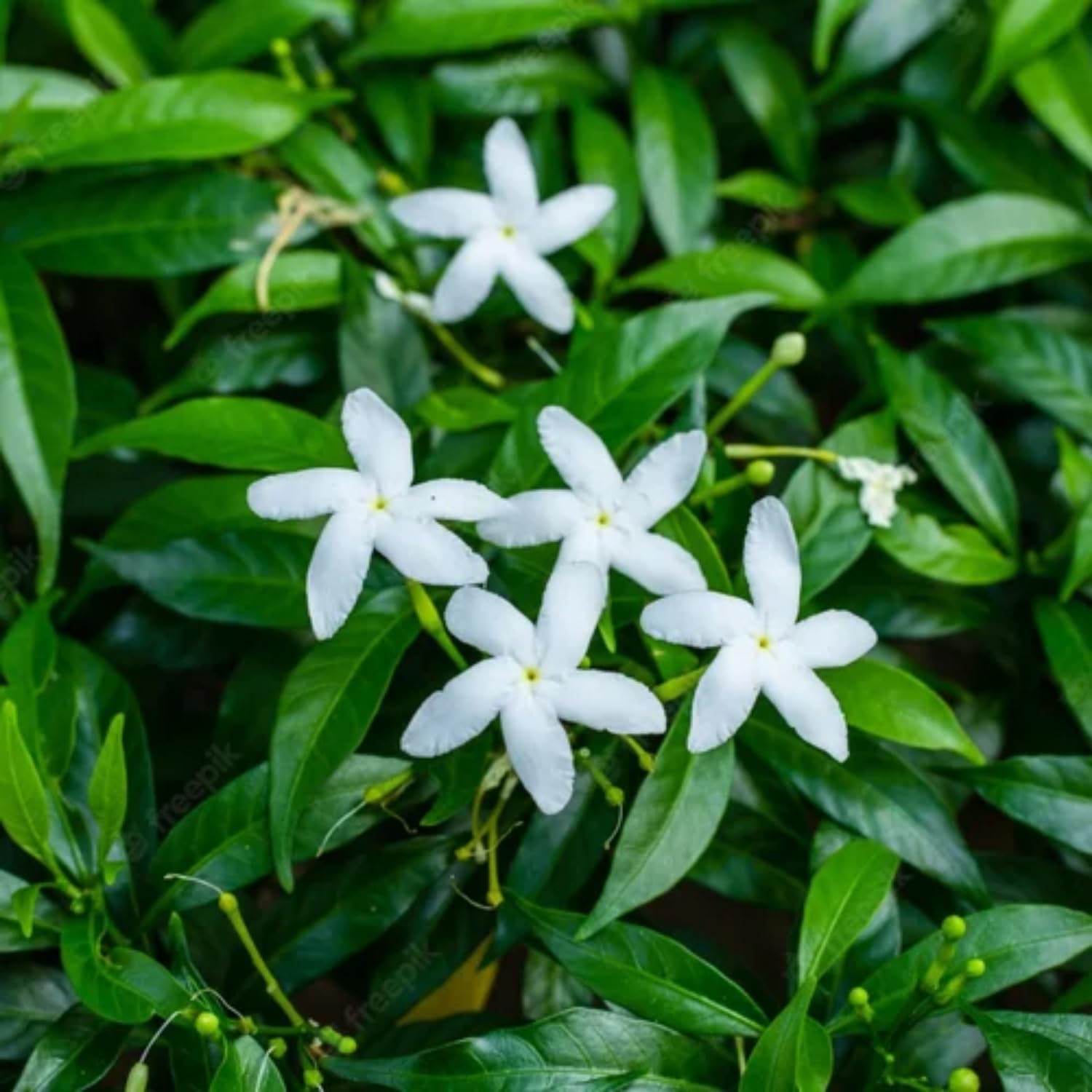 Hug A Plant | Nandyarvattam/Pinwheel Flower/Crape jasmine (Tabernaemontana divaricata) Flowering/Ornamental Live Plant (Home & Garden) (B0C8T5W3FM) Amazon Price History, Amazon Price Tracker