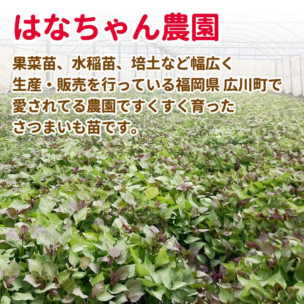 Amazon.co.jp: 【6月15日～20日発送】さつまいも苗 シルクスイート 1束