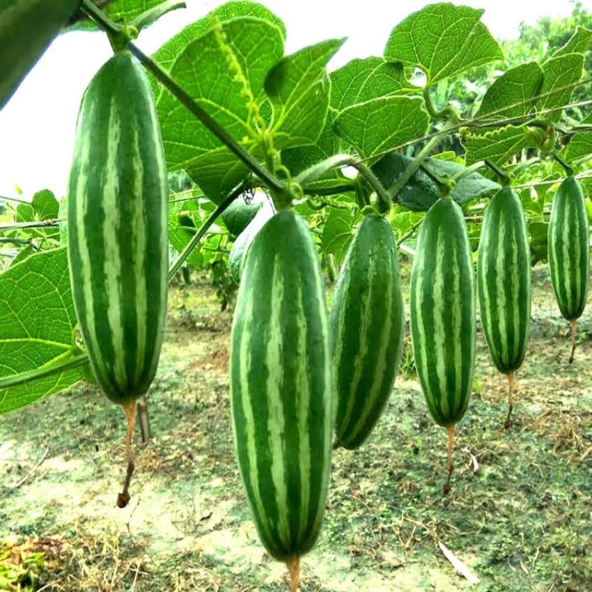 Parwal seeds hybrid all seasons || Seeds for hybrid all season parwal (24 seeds) (B0CSD23575) Amazon Price History, Amazon Price Tracker