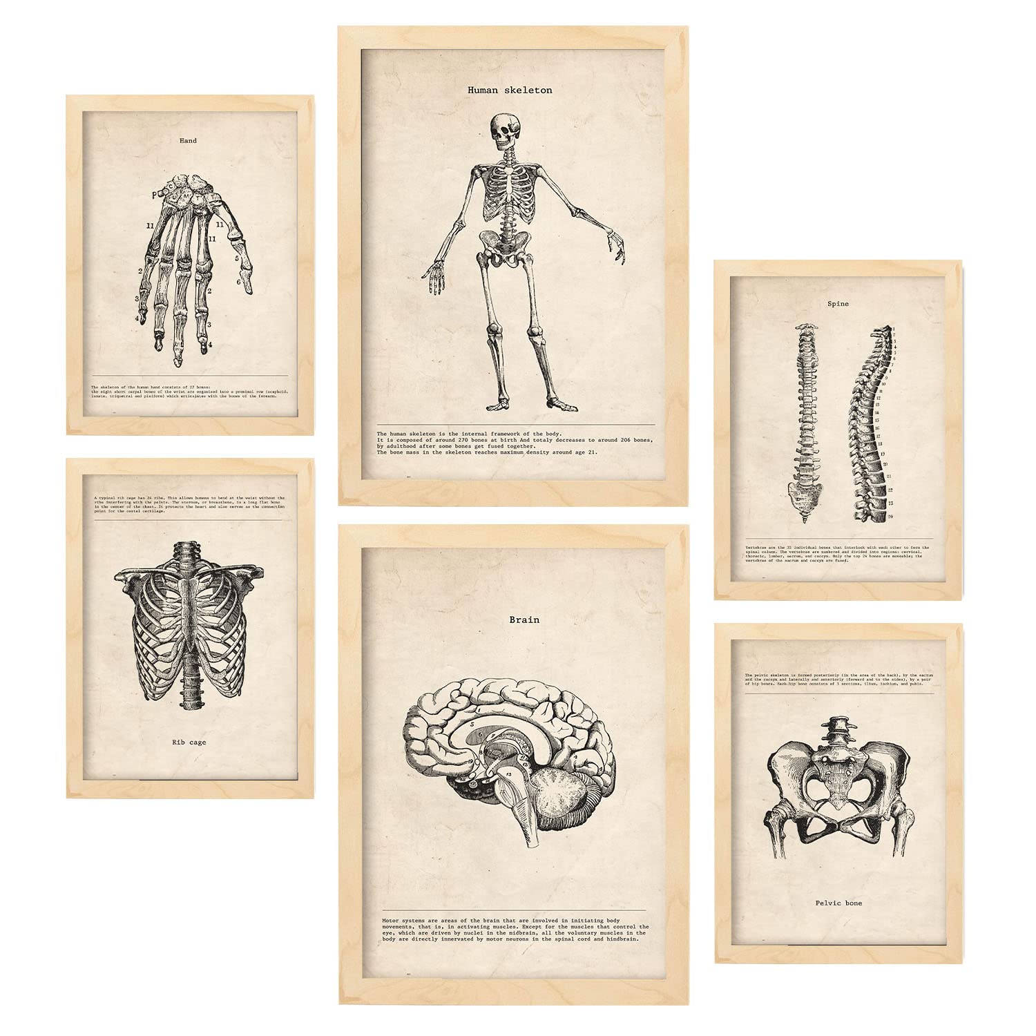 Nacnic Skeleton Posters. Medical Vintage Style Illustrations of Anatomy, Body Parts, Bones and Muscles. Aesthetic Illustrations for Interior Design and Decoration. A4 & A3 Lightwood Frames.