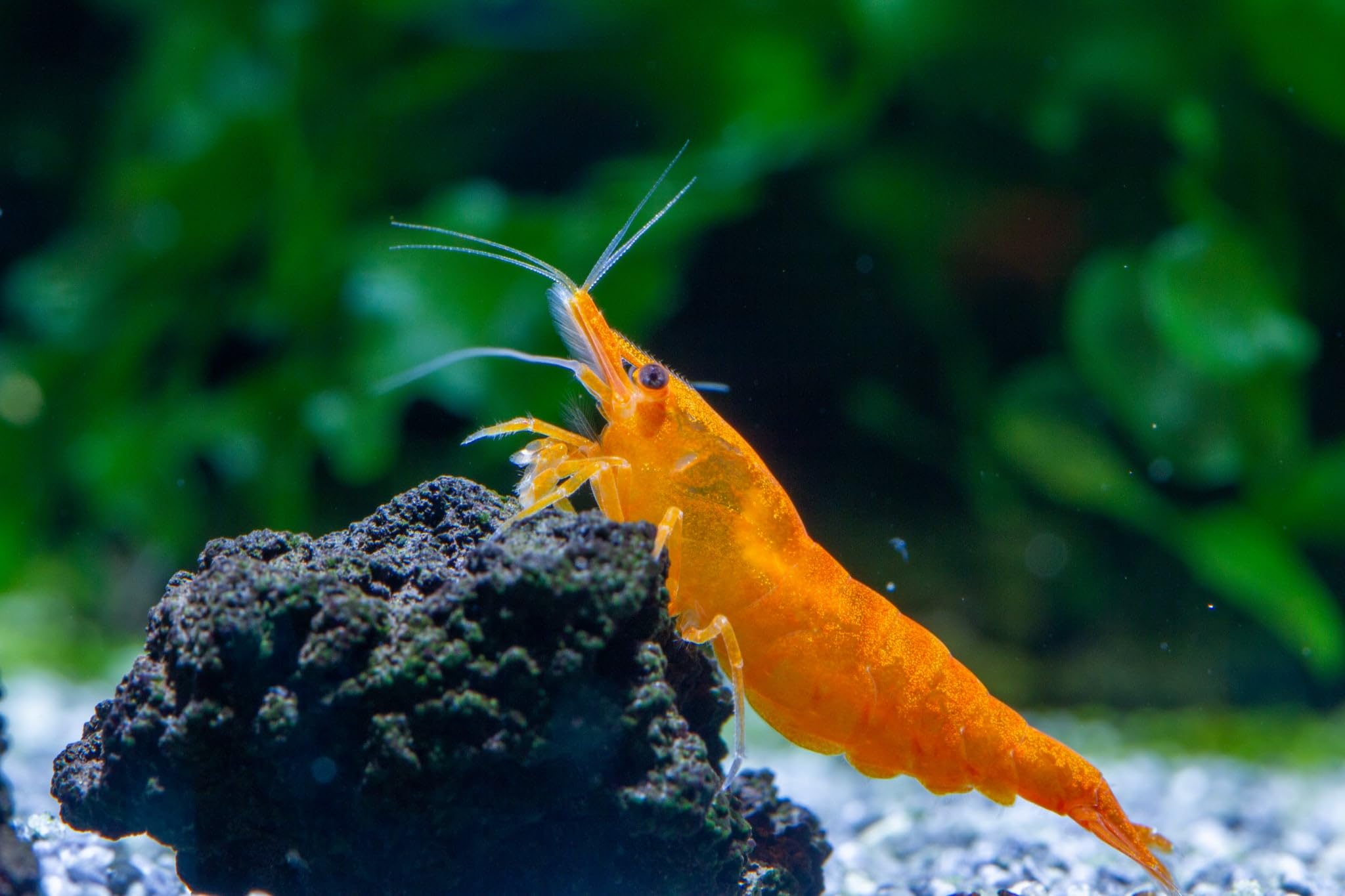 AquaBreedingSkill Lot de 10 Crevettes – Crevettes Vivantes pour Aquarium – Naines Neocaridina, Habitants Pacifiques pour Aquariums, Taille 1,5-2 cm (Orange)