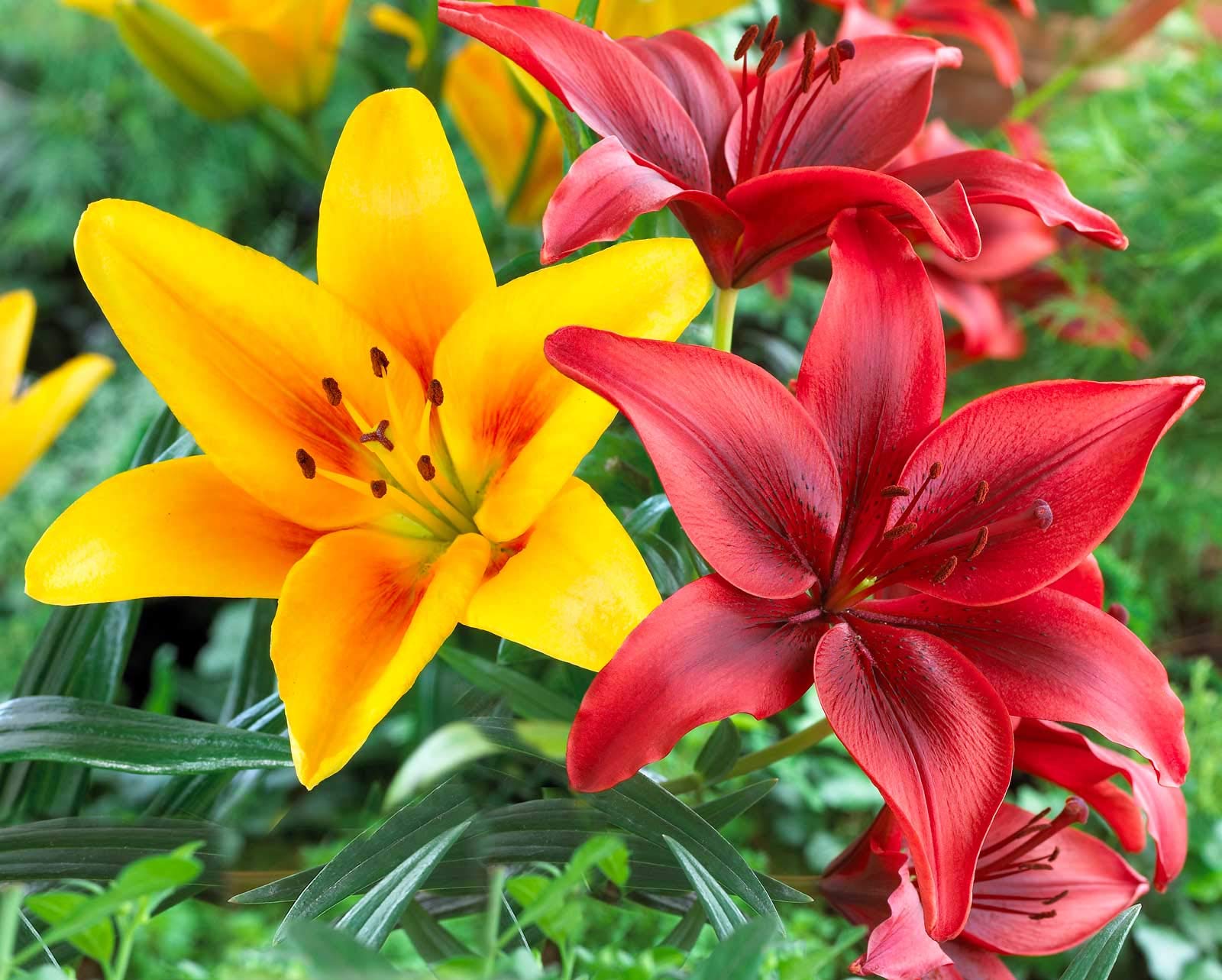 See full amazon price history chart for LIVE GREEN Asiatic Lily Imported Flower Bulbs (Multicolour, Pack of 10 Bulbs) (LGFREE002) LIVE GREEN Asiatic Lily Imported Flower Bulbs (Multicolour, Pack of 10 Bulbs) (LGFREE002) (B07RRPFHTS) Amazon Price History, Amazon Price Tracker