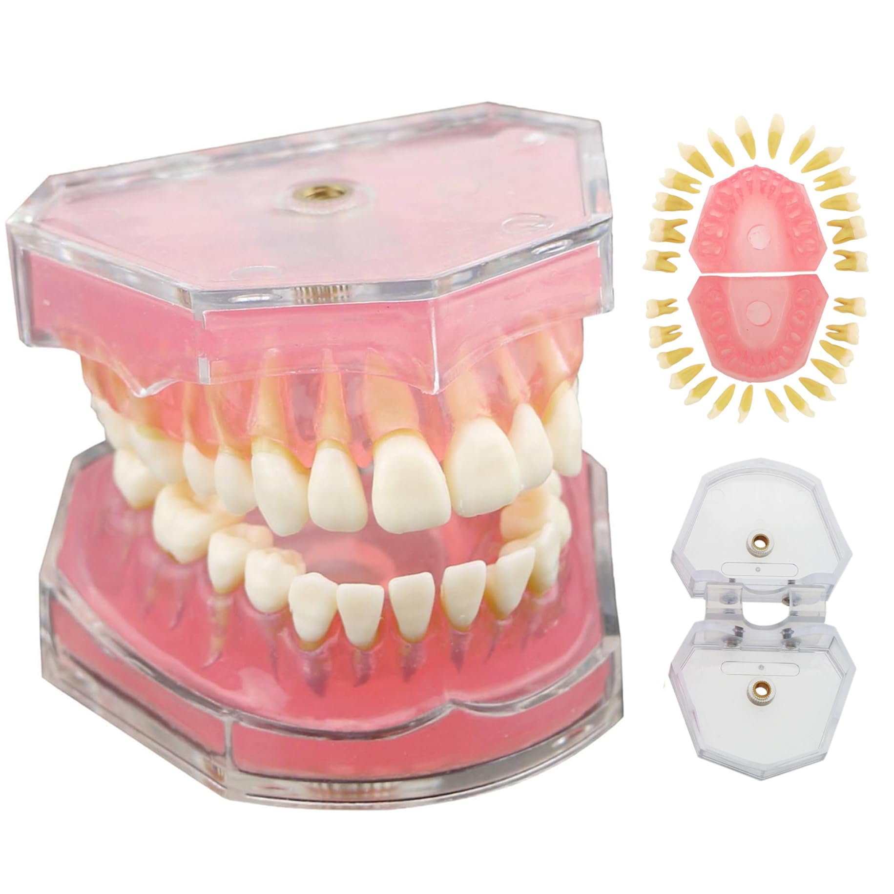 Tipodón interactivo y modelo dental de estudio didáctico con dientes extraíbles 7