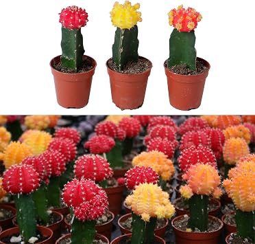 Carbeth Plants 3 x Moon Cactus Gymnocalycium Mihanovichii in 5.5cm Pots