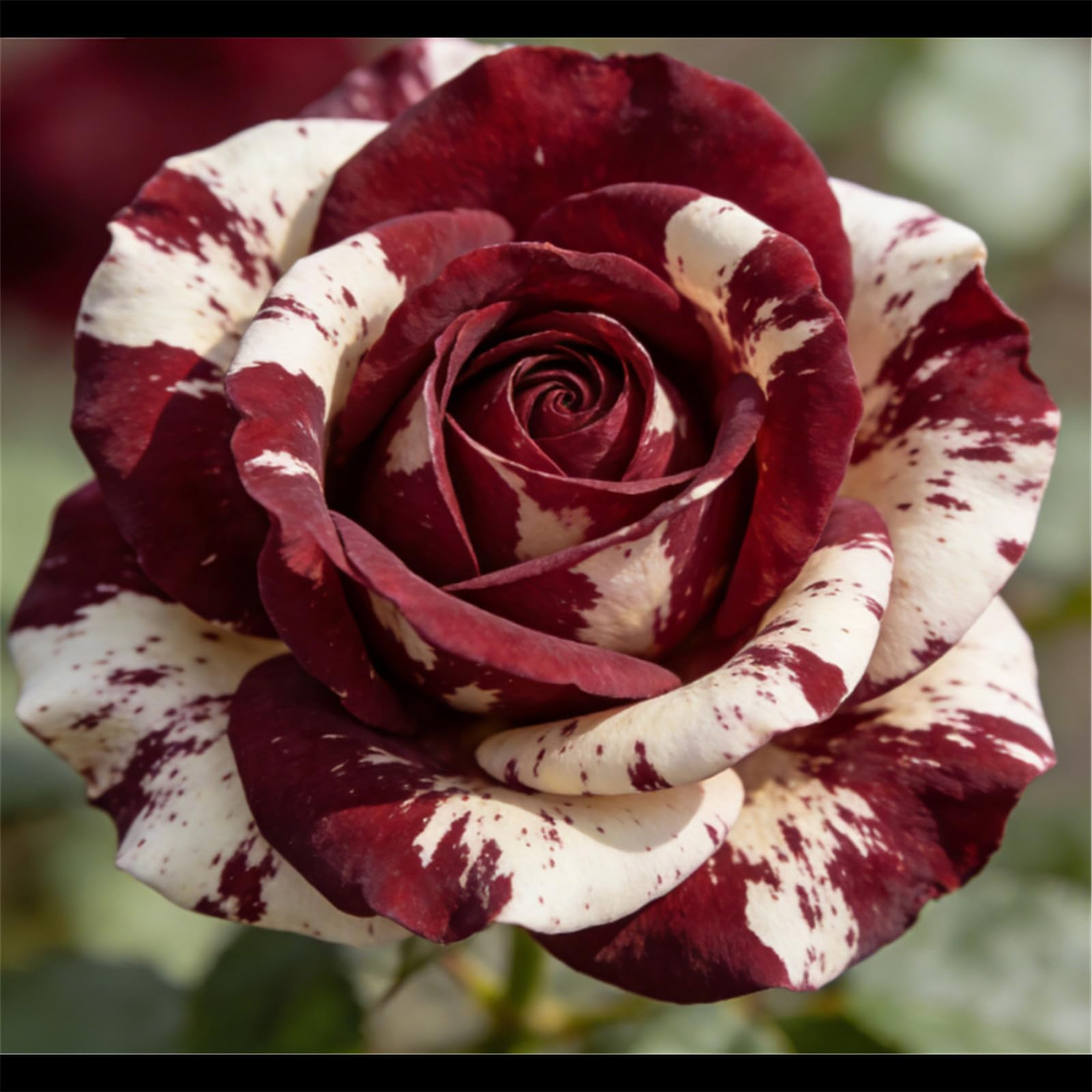 Miniature Rose Shrub - Dwarf Variety, Highly Saturated Flowers, Perfect for Outdoor Potted Decoration/That Grow Fast/Golden Jade Carving-5 Root-E